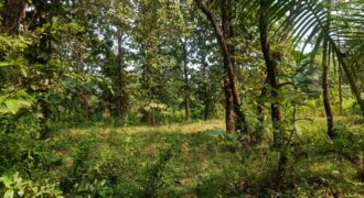 PLOT FOR SALE AT DABHIL, SAWANTWADI