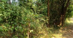 PLOT FOR SALE AT DABHIL, SAWANTWADI