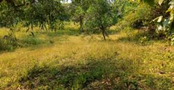 PLOT FOR SALE AT DABHIL, SAWANTWADI