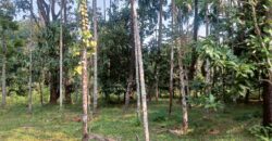 PLOT FOR SALE AT DABHIL, SAWANTWADI