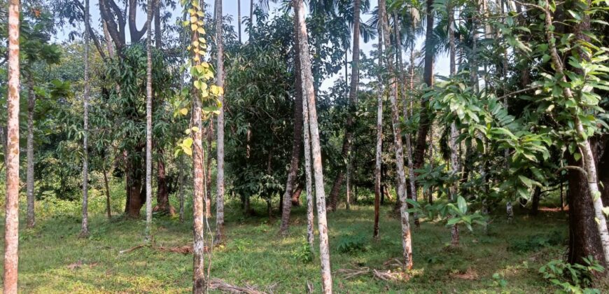 PLOT FOR SALE AT DABHIL, SAWANTWADI