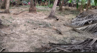 PLOT FOR SALE AT UTORDA, SOUTH GOA